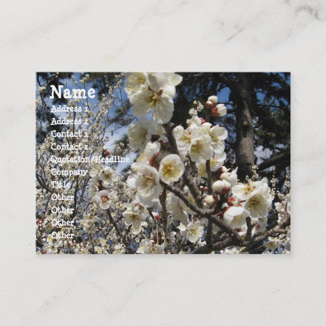 Carte De Visite Fleur de cerisier blanc / Sakura / ク(桜) (Devant)