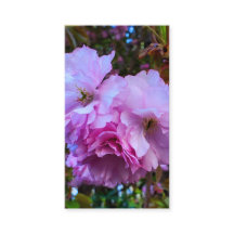 Fleurs de cerisier rose