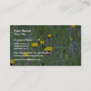 Carte De Visite Fleurs de faucon rugueux (Leontodon Hispidus)