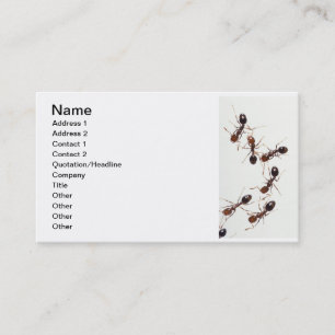 Carte De Visite fourmis