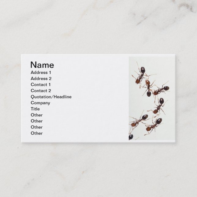 Carte De Visite fourmis (Devant)