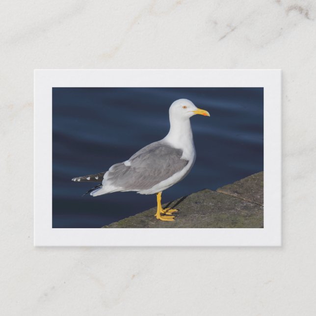 Carte De Visite Goéland à pattes jaunes (Bordé) (Devant)