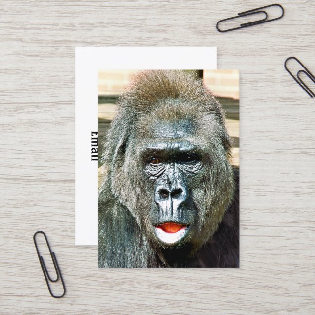 CARTE DE VISITE GORILLA FRAÎCHE (Devant/Arrière en situation)