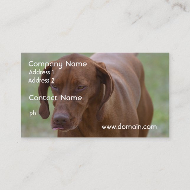 Carte De Visite Grand chien de Vizsla (Devant)