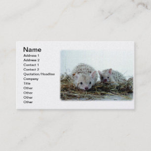Carte De Visite Hérissons comme animaux familiers