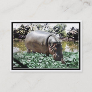 Carte De Visite Hippo & Oiseaux