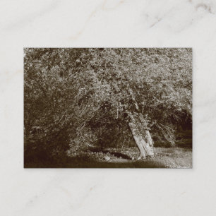 Carte De Visite Holly Tree - Sepia