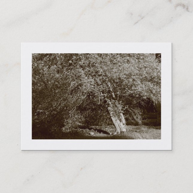 Carte De Visite Holly Tree - Sepia (Bordé) (Devant)
