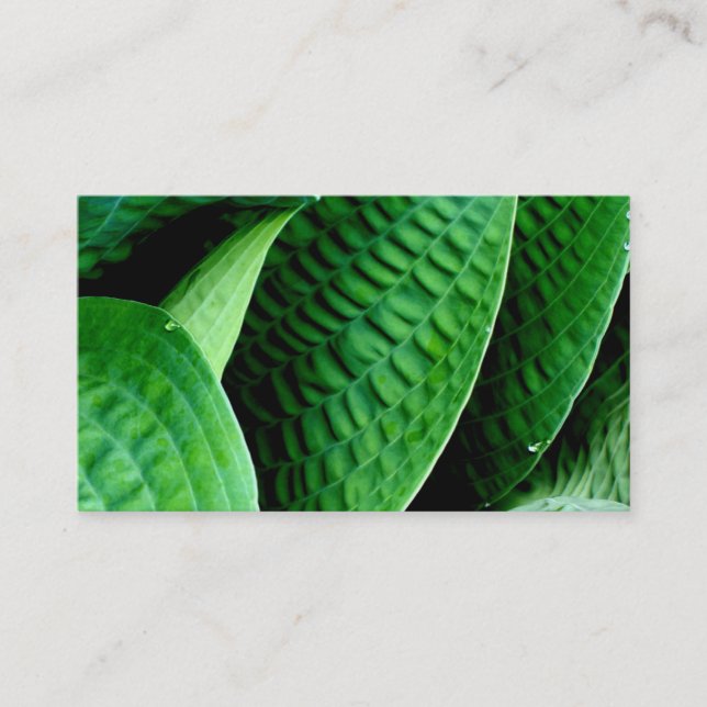 Carte De Visite Hosta Feuilles (Devant)