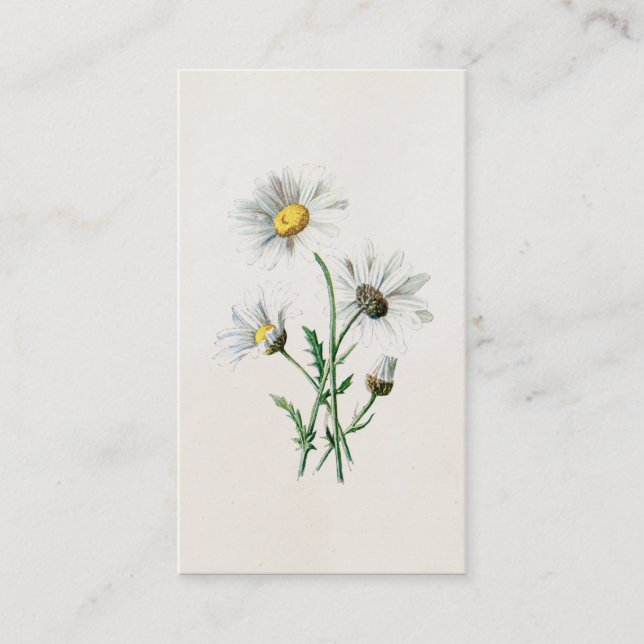 Carte De Visite Illustration de fleur sauvage de marguerites du (Devant)