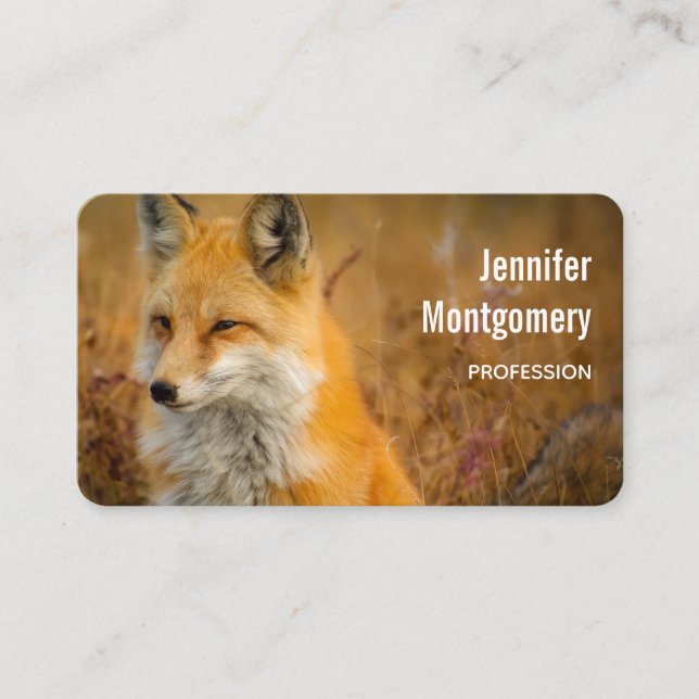 Carte De Visite Jote Red Fox Wilderness Nature Photo (Devant)