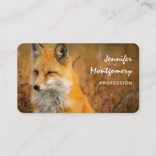 Carte De Visite Jote Red Fox Wilderness Nature Photographie (Devant)