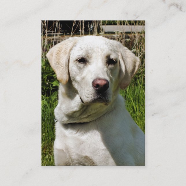 CARTE DE VISITE LABRADOR DOG (Devant)