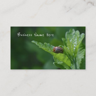 Carte De Visite Ladybug sur un Rose de Sharon Floral Beetle