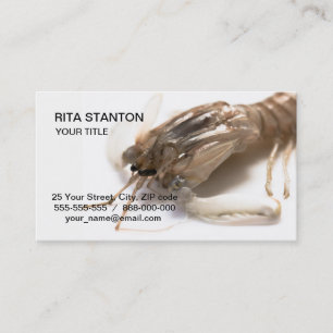 Carte De Visite Langoustine