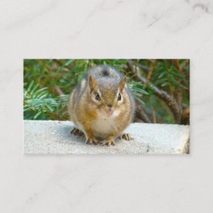 Carte De Visite Le Cute Chipmunk A L'Oeil Sur Vous