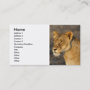 Carte De Visite Lion sud-africain
