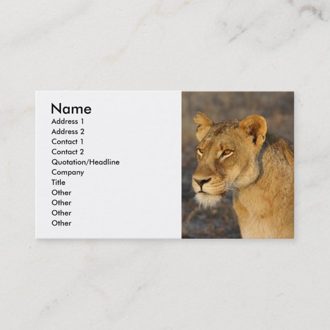 Carte De Visite Lion sud-africain (Devant)