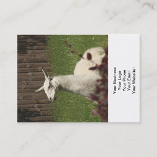 Carte De Visite Llama blanche