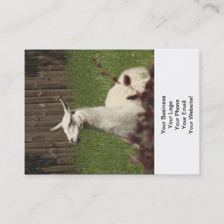 Carte De Visite Llama blanche