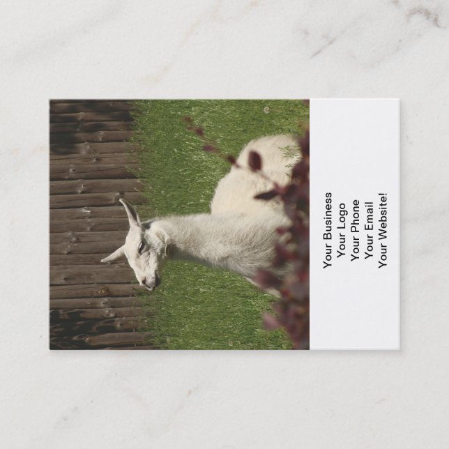 Carte De Visite Llama blanche (Devant)