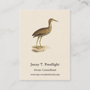 Carte De Visite L'oiseau de Bittern américain (Botaurus lentiginos