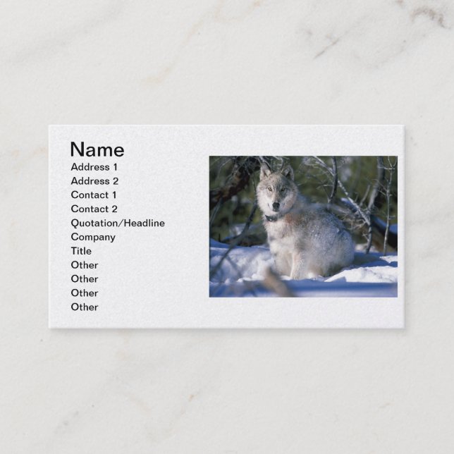 Carte De Visite Loup de bois nord-américain en neige (Devant)