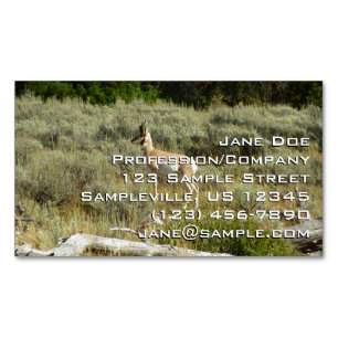 Carte De Visite Magnétique Antilocapre dans le parc national de Grand Teton