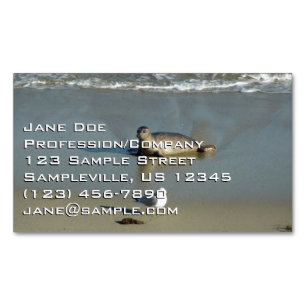 Carte De Visite Magnétique Phoque du port à La Jolla en Californie