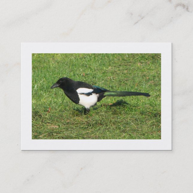 Carte De Visite Magpie européenne (Bordé) (Devant)