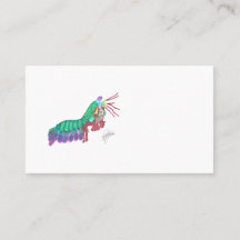 MANTIS SHRIMP