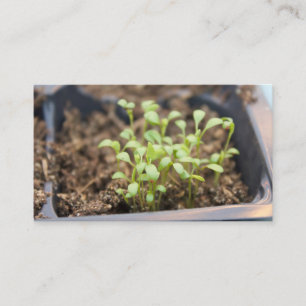 Carte De Visite Microgreens
