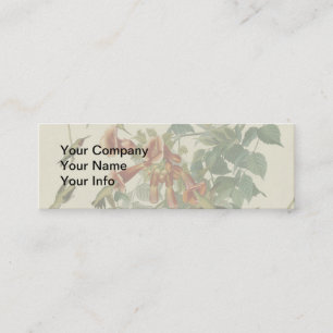 Carte De Visite Mini Audubon Throsé de colibri