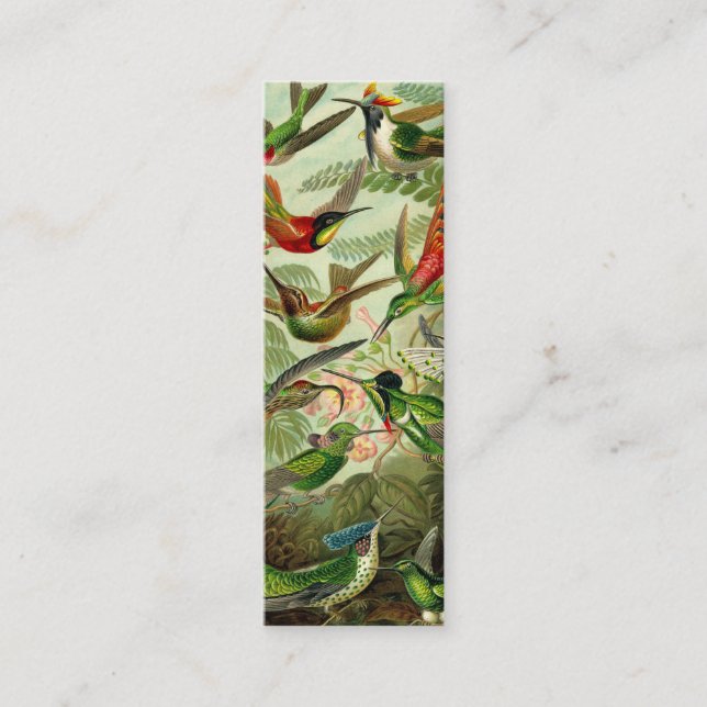 Carte De Visite Mini Colibri de Trochilidae d'Ernst Haeckel (Devant)