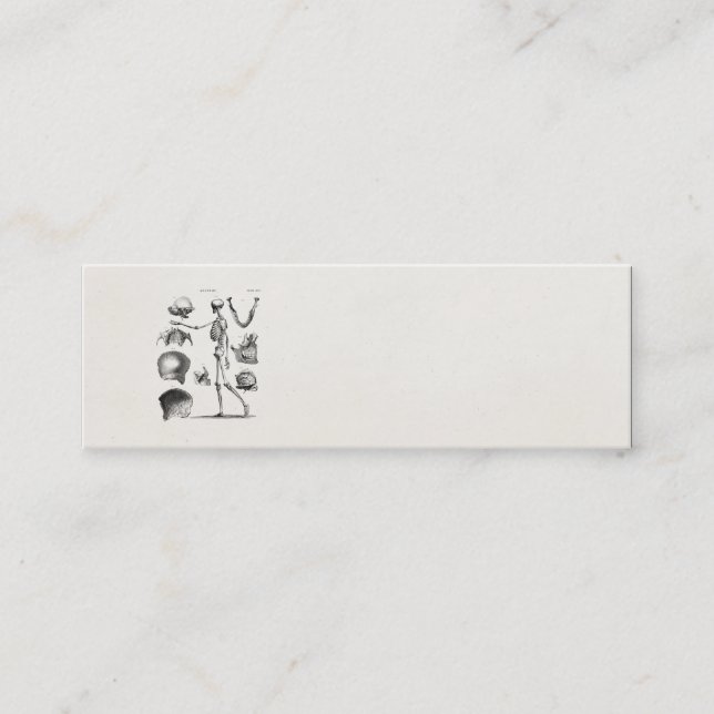 Carte De Visite Mini Squelettes antiques squelettiques d'anatomie de (Devant)