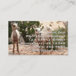Carte De Visite Moutons à cornes amusants à Zion National Park