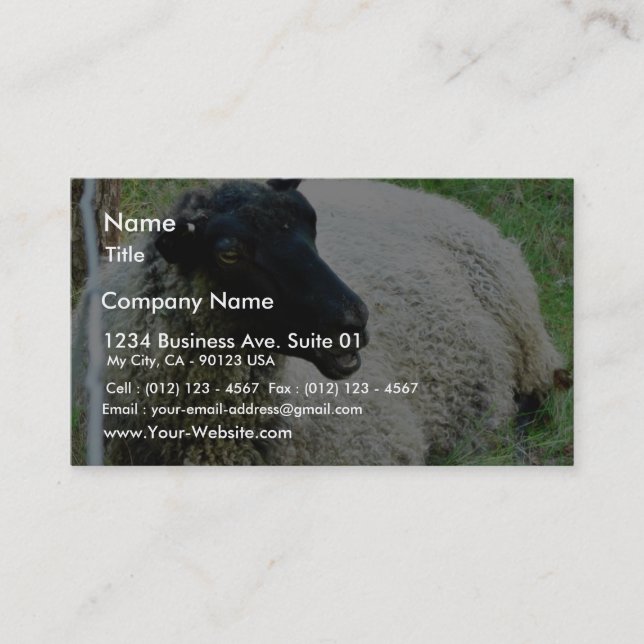 Carte De Visite Moutons à tête noire sur l'herbe (Devant)
