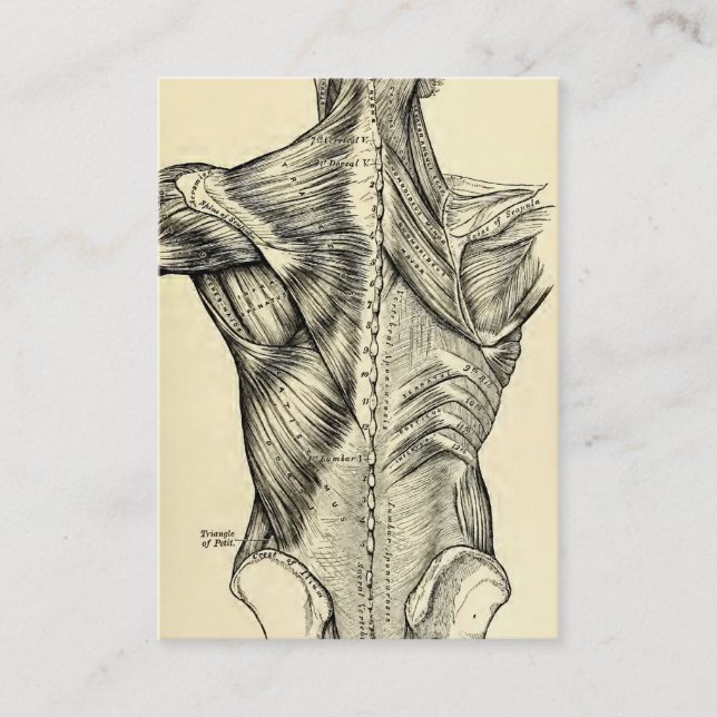 Carte De Visite Muscles du dos d'art humain d'anatomie (circa (Devant)