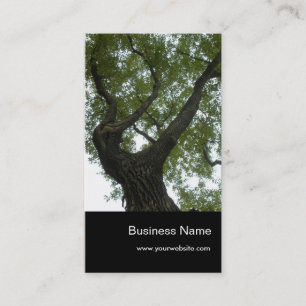Carte De Visite Nature/arbre de camphre à feuillage persistant