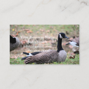 Carte De Visite Oie