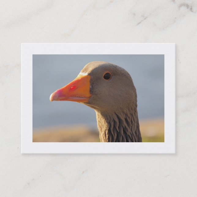 Carte De Visite Oie curieuse (Bordée) (Devant)