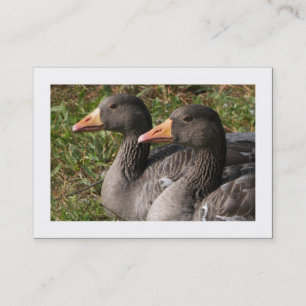 Carte De Visite Oies-Draps (Bordées)