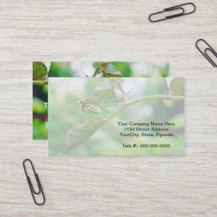 Carte De Visite Orchard Orbweaver Spider - Leucauge venusta