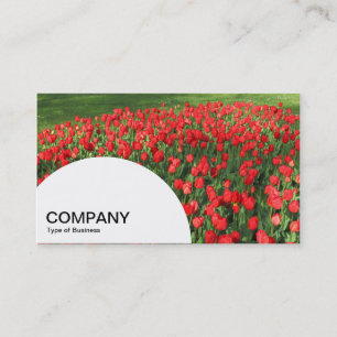 Carte De Visite Panneau en demi-cercle - Lit de tulipes rouges 02
