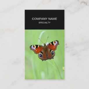 Carte De Visite Papillon paon-du-jour