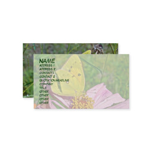 Carte De Visite Papillon Sulpher