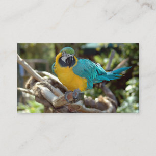 Carte De Visite Parrot de Macaw