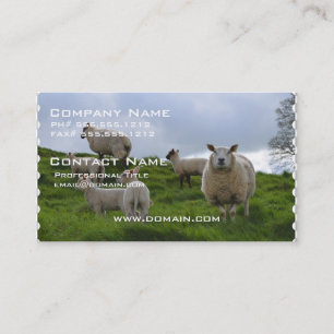 Carte De Visite Pâturage des moutons