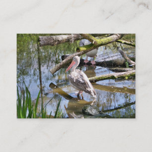CARTE DE VISITE PELICAN