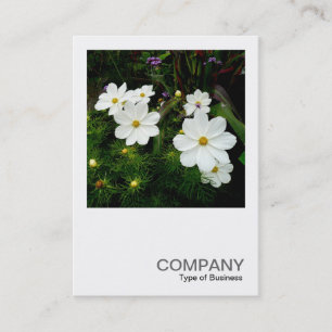 Carte De Visite Photo carré 0159 - Fleurs de cosmos blancs